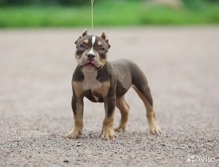 Барби щенок Булли