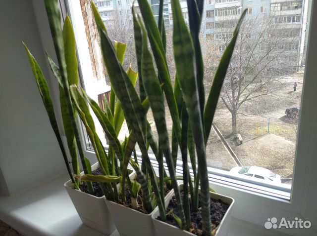 Сансивиерия (щучий хвост)