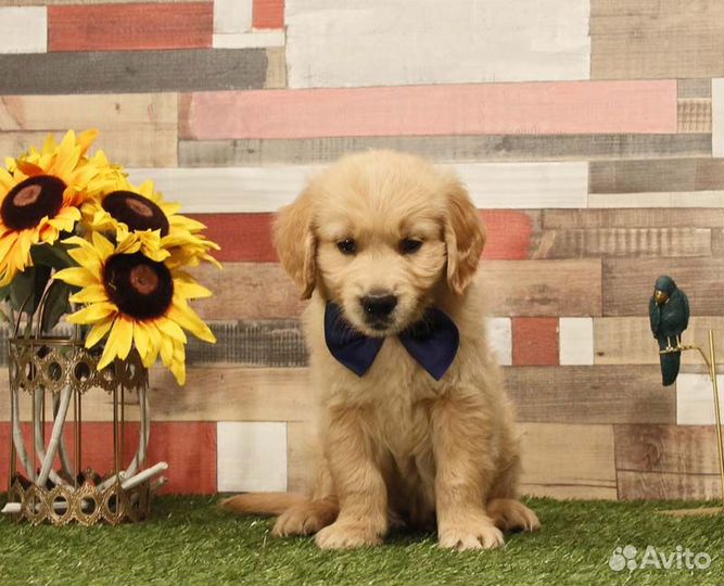 Щенки голден ретривера