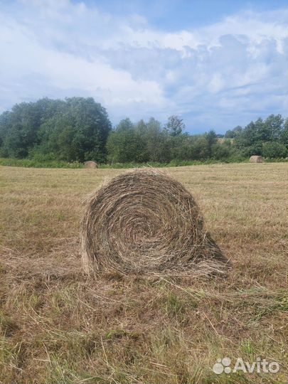 Продам сено в рулонах