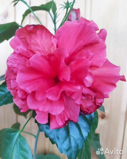 Гибискус махровый