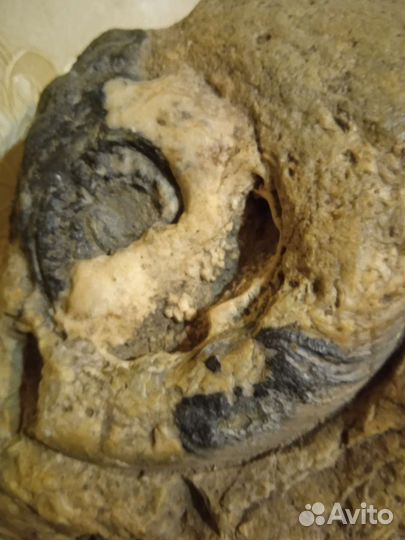 Окаменелости