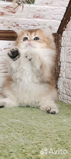 Британская золотая шиншилла длинношерстная