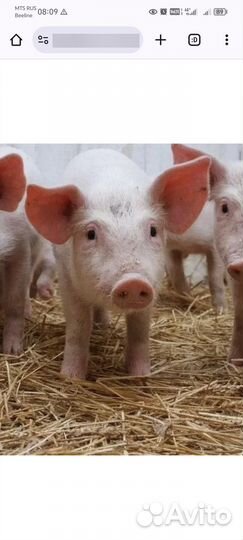 Поросята 1.5 месяца