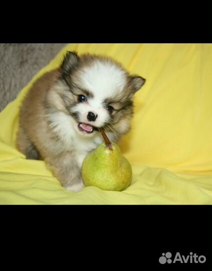 Очаровательные щенки