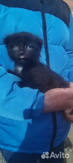 Котята в добрые руки бесплатно