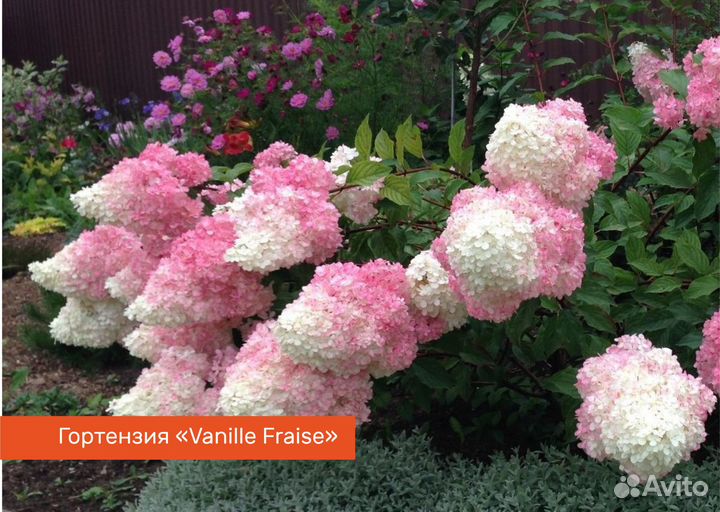 Гортензия метельчатая 30-40 см