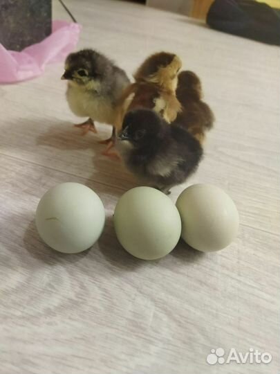 Китайские шелковые куры