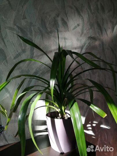 Пальма панданус