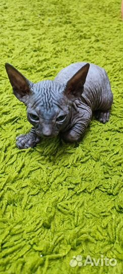 Донской сфинкс котята