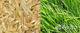 Газонная трава низкорослая, Ленивая от 10 кг