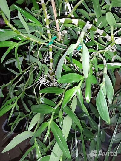 Орхидея дендробиум розовый