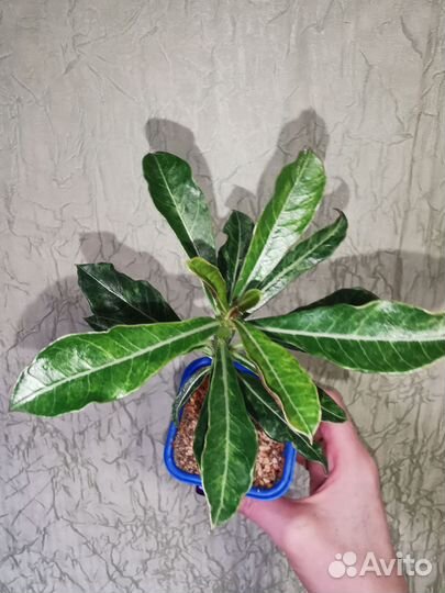 Адениум Космос