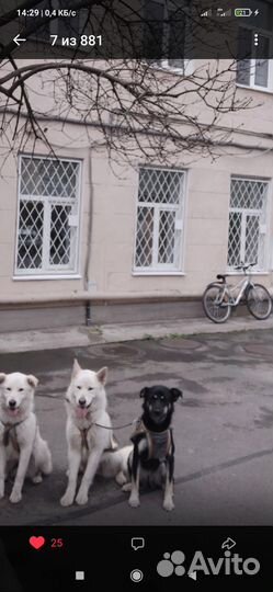 Черная Дина ищет дом