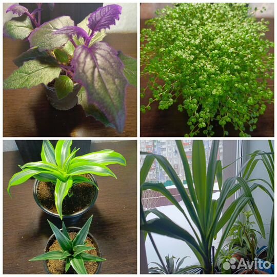Продам цветы домашние