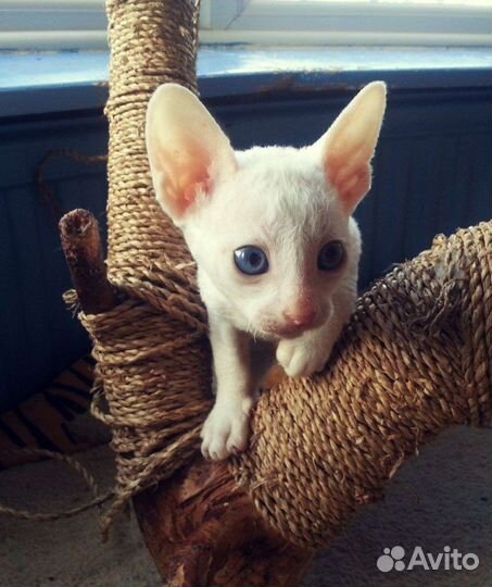 Сыночек Корнешонок