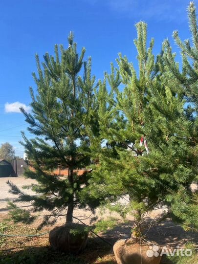 Ели и сосны из питомника 5 метра