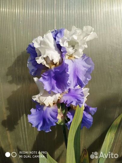 Ирисы