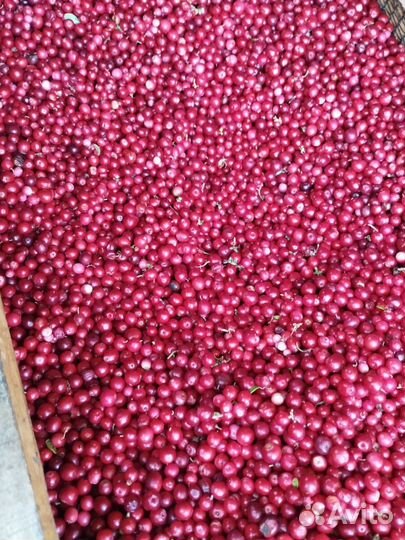 Брусника свежая