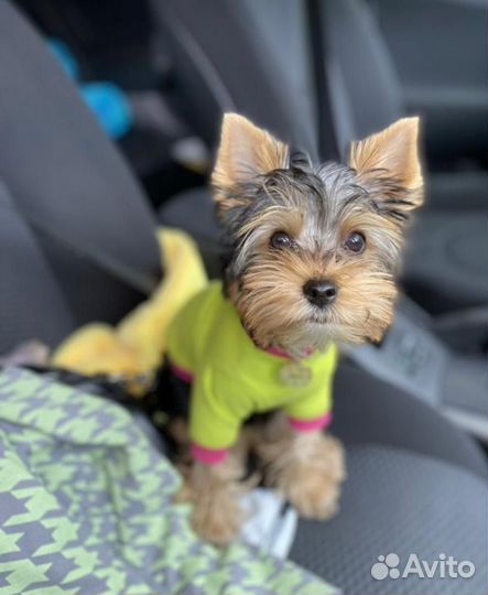 Йоркширский терьер