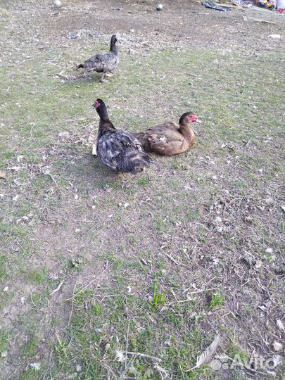 Мускусные утки