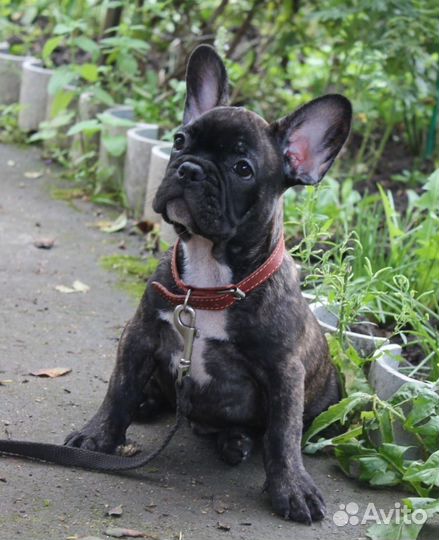 Сдобные французские круасанчики