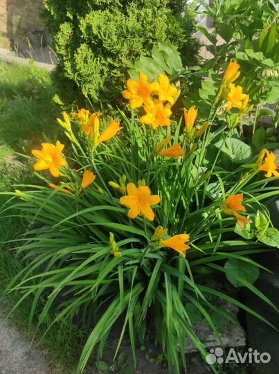 Алиссиум, петунии, тайдалы, гелихризумам