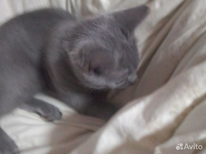 Котёнок по имени ляля