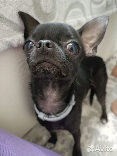 Вязка чихуахуа мальчик