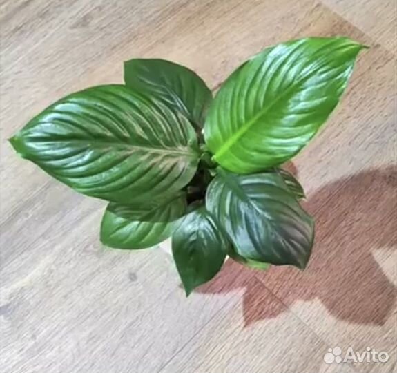 Спатифиллум Блек Бьти