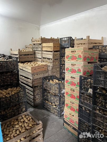 Картофель домашний голландка