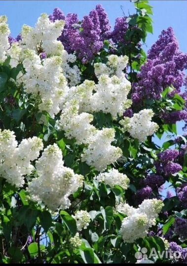 Саженцы сирени