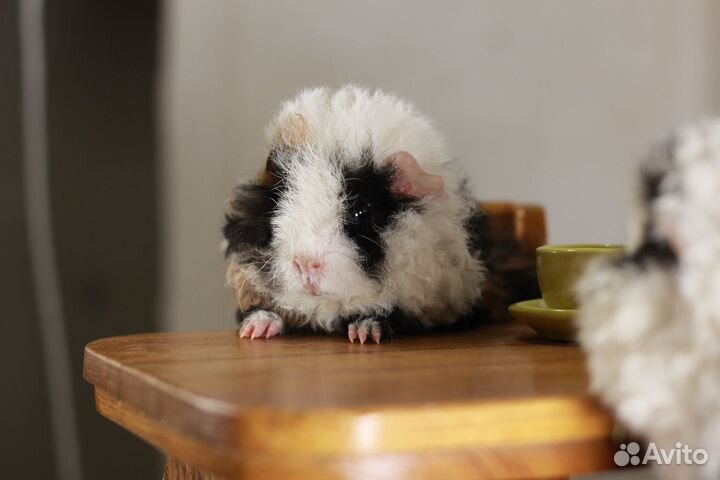 Морская свинка породы альпака. Триколор
