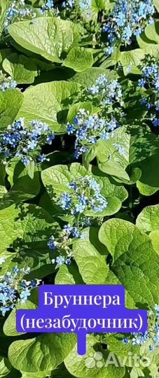 Бруннера сибирская. Незабудочник