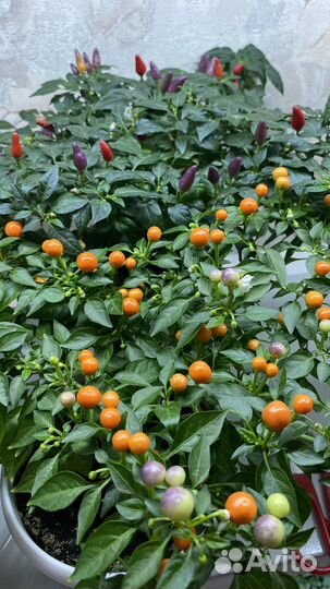 Перец острый сладкий женщинам мужчинам