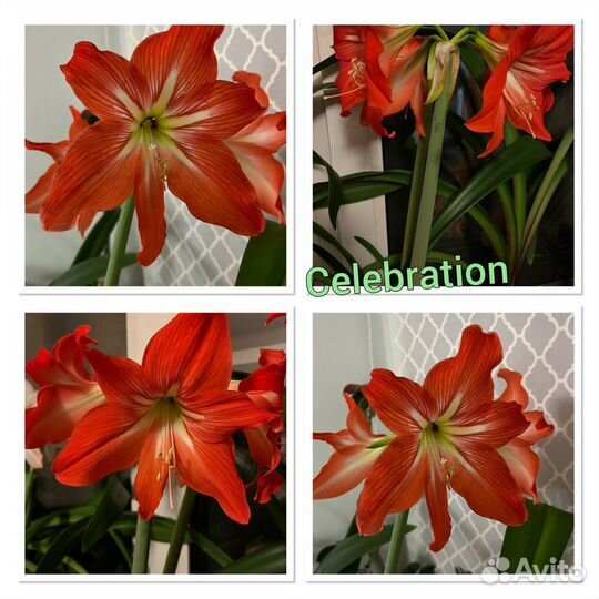 Детки сортовых гиппеаструмов