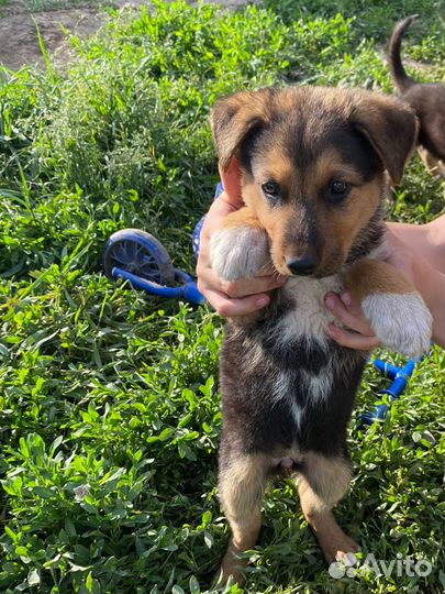 Отдам щенков метисы, мама чистокровная немка