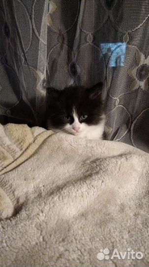 Кошка в дар бесплатно