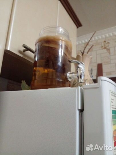 Чайный гриб