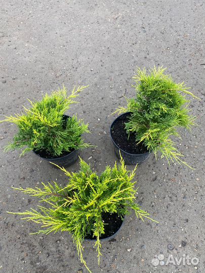 Можжевельник С3 контейнер в ассортименте