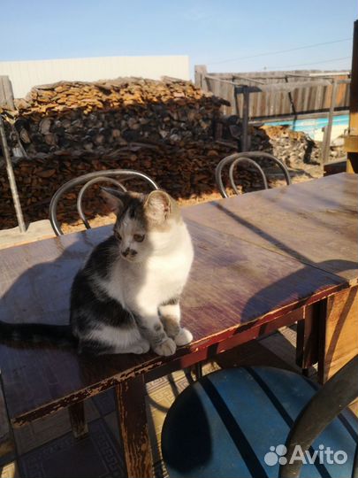 Котёнок (мальчик)