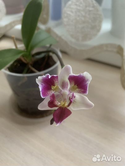 Орхидея фаленопсис