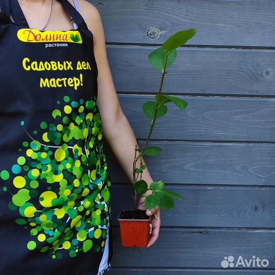 Рябина Мичурина Амит (1 саж.; 15-20 см)