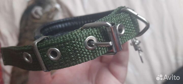 Ошейник для маленькой собаки