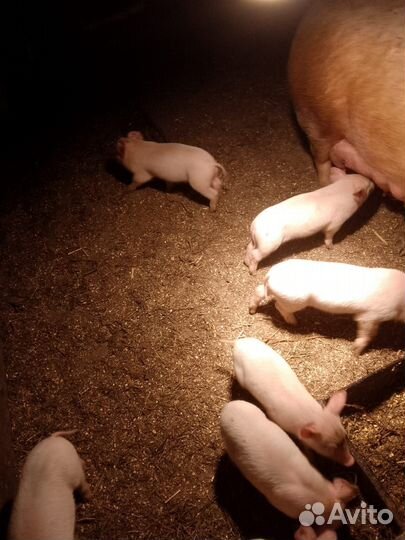 Поросята ландрас