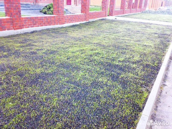 Посевной газон