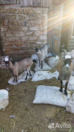 Продам 2 х козочек Венгерской породы