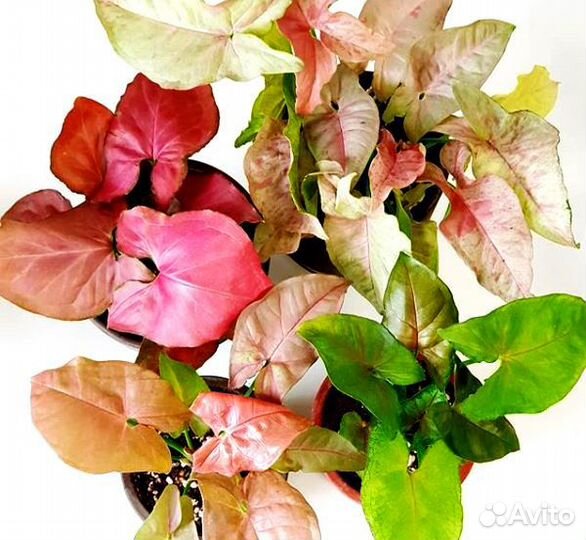 Сингониумы молодые укорененные разных сортов