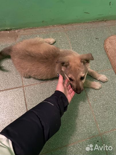 Щеночек девочка