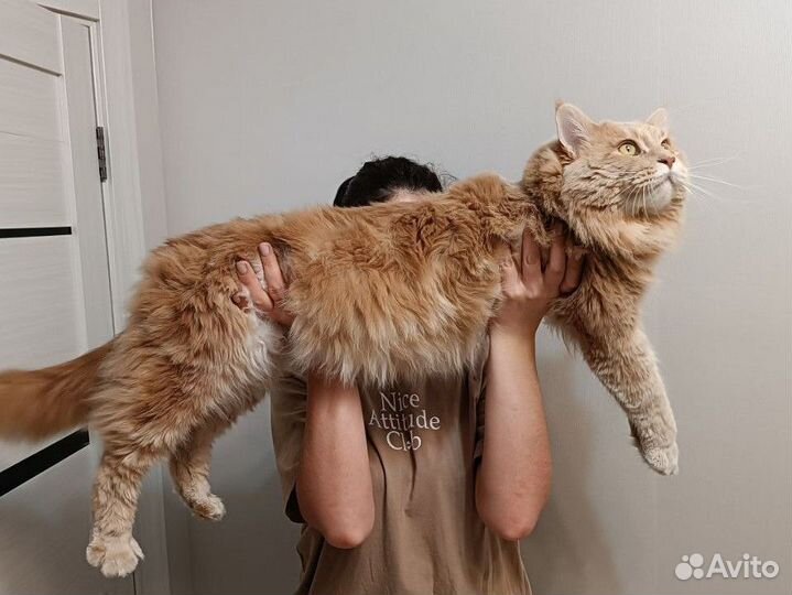 Мейн-кун вязка